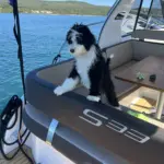 Najam motornih jahti Biograd na moru
